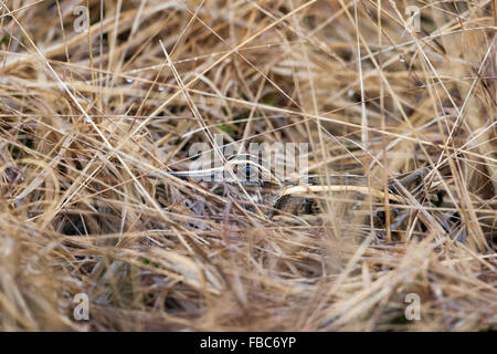 Jack Snipe, Lymnocryptes minimus, se cachant dans la végétation, Banque D'Images