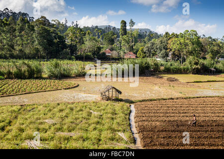 L'agriculture de subsistance intensive près de Ella, Sri Lanka, Asie Banque D'Images