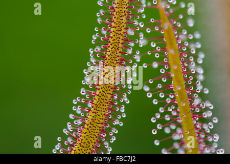 Droséra filiforme de fourche ; Drosera binata poils sur les feuilles ; détail UK Banque D'Images