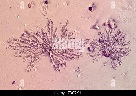Tons Vintage abstract nature fond fait de traces de crabe sur la plage. Banque D'Images