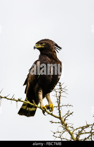 Long-crested eagle, Parc national Queen Elizabeth, en Ouganda Banque D'Images