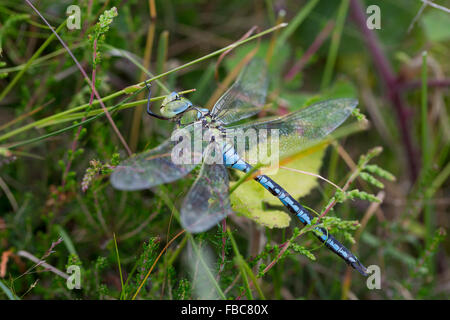 Libellule Anax imperator empereur ; homme célibataire, Cornwall, UK Banque D'Images