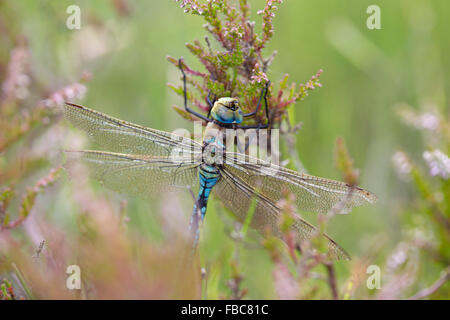 Libellule Anax imperator empereur ; homme célibataire, Cornwall, UK Banque D'Images