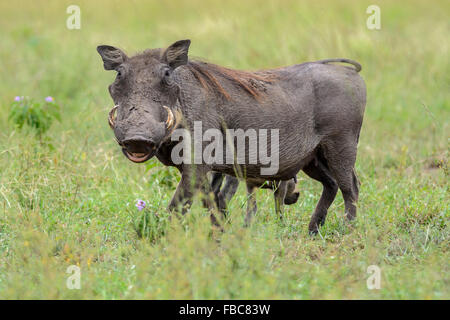 Phacochère commun (Phacochoerus africanus), Parc national Queen Elizabeth, l'Ouganda, l'Afrique Banque D'Images