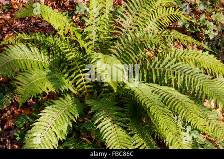 Fougère mâle (Dryopteris Felix-mas) en hiver soleil au bord de la rivière Torridge, Torrington, Devon. Banque D'Images