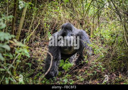 Dos argenté, Gorille de montagne, Mgahinga Gorilla National Park, de l'Ouganda Banque D'Images