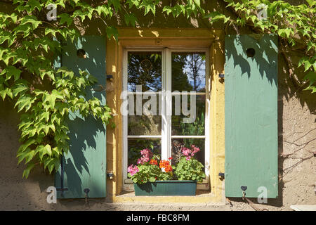 Fenêtre avec des feuilles de vigne à Radebeul, Saxe, Allemagne Banque D'Images