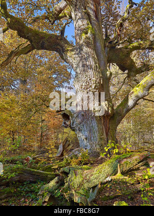 La forêt de la réserve naturelle de Sababurg, Hesse, Allemagne Banque D'Images