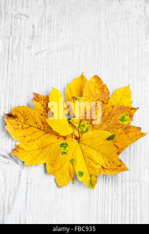 Automne Décoration jaune avec des feuilles sèches sur le bois peint Banque D'Images