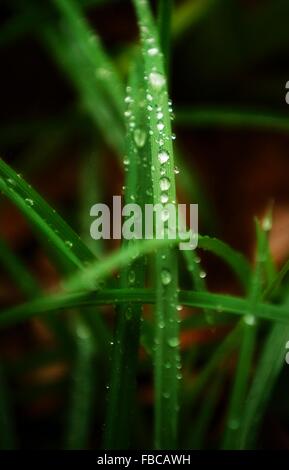 Il y a beaucoup de différents types d'herbe et ils peuvent tous être belle dans la bonne lumière ! Banque D'Images