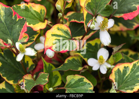 Houttuynia cordata lizard queue, usine de caméléon, heartleaf, poissonnier Banque D'Images