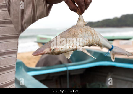 Jeune requin sur le bateau, d'Arugam Bay, au Sri Lanka, en Asie Banque D'Images