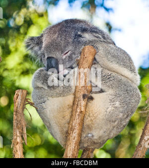 L'Australie, siestes, Koala Phascolarctos cenereus marsupial arboricole trapus, herbivore originaire de l'Australie Banque D'Images