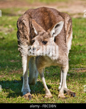 Le kangourou gris (Macropus giganteus) Banque D'Images