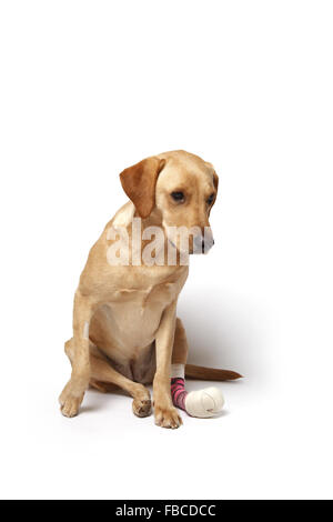 2 yr old yellow labrador retriever chien avec une jambe bandée à cause d'une blessure coupe paw pad photographié en studio. Banque D'Images