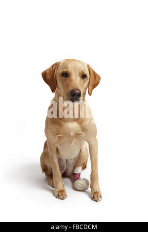 2 yr old yellow labrador retriever chien avec une jambe bandée à cause d'une blessure coupe paw pad photographié en studio. Banque D'Images