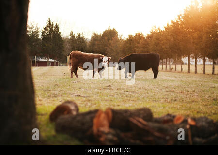 Deux vaches debout dans les champs ensoleillés à off avec pile de bois et d'arbres en premier plan Banque D'Images