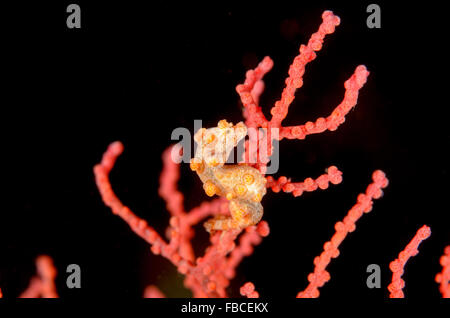 Hippocampe pygmée jaune, de l'Hippocampe bargibanti, à Misool Îles, l'Indonésie. Banque D'Images