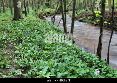 River Clywedog, l'ail sauvage et de jacinthes des bois Puissance Plas Bersham près de Wrexham au Pays de Galles Banque D'Images