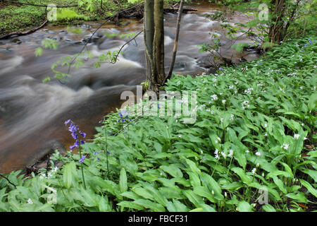 River Clywedog, l'ail sauvage et de jacinthes des bois Puissance Plas Bersham près de Wrexham au Pays de Galles Banque D'Images