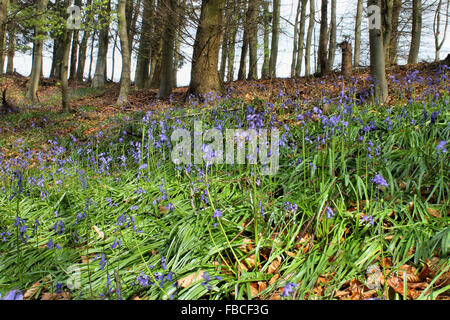 Bluebells au printemps en Plas Power Woods Bersham près de Wrexham au Pays de Galles Banque D'Images