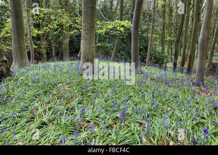 Bluebells au printemps en Plas Power Woods Bersham près de Wrexham au Pays de Galles Banque D'Images