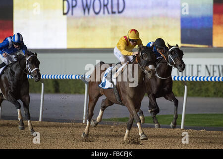 Dubaï, Émirats arabes unis. 14 Jan, 2016. Richard Mullen rides Tiz maintenant Tiz puis de gagner la course d'ouverture de la deuxième réunion de la Dubai World Cup Carnival à Meydan Crédit : Tom Morgan/Alamy Live News Banque D'Images