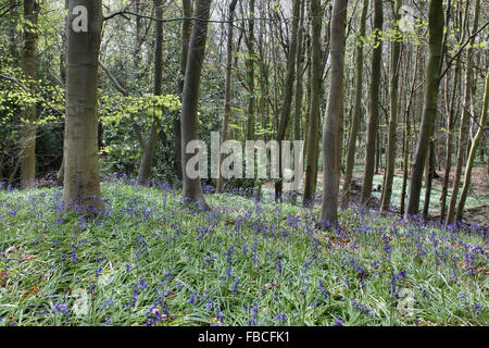 Bluebells au printemps en Plas Power Woods Bersham près de Wrexham au Pays de Galles Banque D'Images