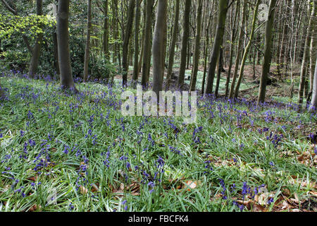 Bluebells au printemps en Plas Power Woods Bersham près de Wrexham au Pays de Galles Banque D'Images
