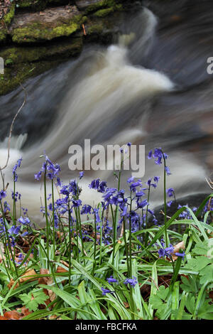 River Clywedog et jacinthes en Plas Power Woods Bersham près de Wrexham au Pays de Galles Banque D'Images
