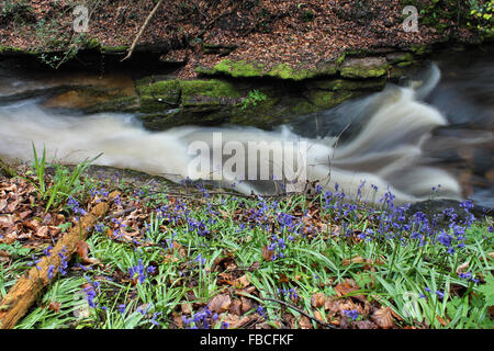 River Clywedog et jacinthes en Plas Power Woods Bersham près de Wrexham au Pays de Galles Banque D'Images