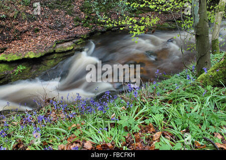 River Clywedog et jacinthes en Plas Power Woods Bersham près de Wrexham au Pays de Galles Banque D'Images
