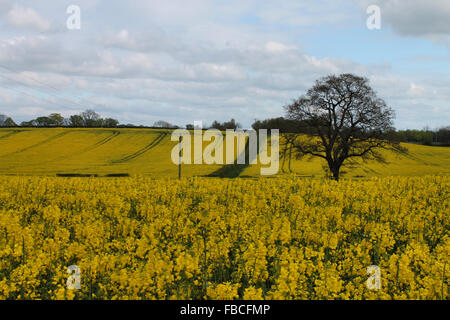 Champ de colza et de Lone Oak tree in New Broughton près de Wrexham Banque D'Images