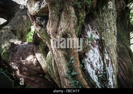 Close-up de l'ancien arbre d'If faisant partie d'un 700 ans dans le cimetière de l'avenue de Saint'Brynach Nevern, Pembrokeshire. Banque D'Images