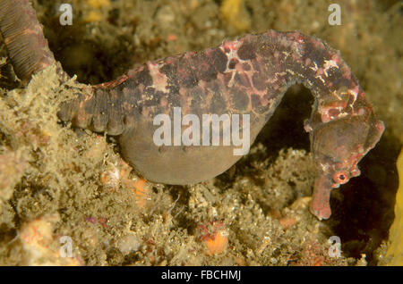 Pot-bellied femelle, hippocampes Hippocampus abdominalis, lors de Kurnell, New South Wales, Australie. Banque D'Images
