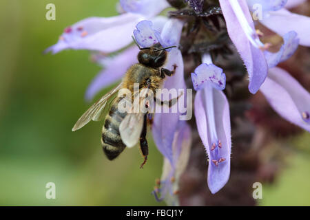 Gros plan d'une abeille sur l'apocyn Plectranthus caninus, Colues fleur canina Banque D'Images