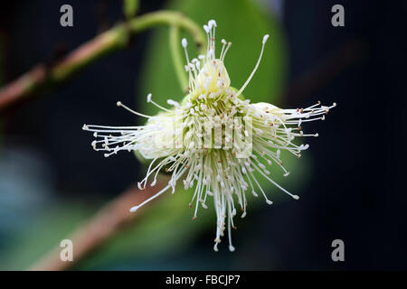 Syzygium samarangense ou connu sous le nom de Wax Jambu flower Banque D'Images