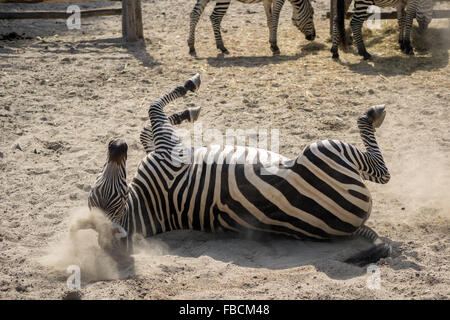 Le zèbre de Grant (Equus quagga boehmi) en prenant une sandbath Banque D'Images