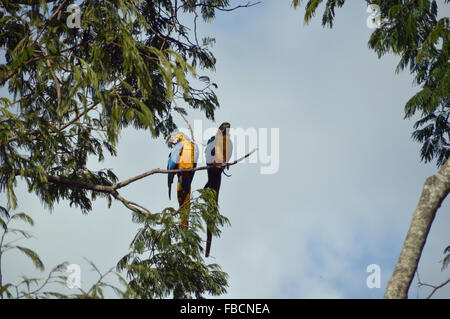 Araras canindé, aras bleu et jaune, oiseaux, aves da Chapada dos Veadeiros, Goiás. Banque D'Images