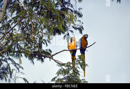 Aras bleu et jaune, 2 araras canindé,aves, oiseaux, Chapada dos Veadeiros Banque D'Images