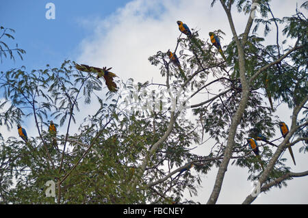 Aras bleu et jaune, araras canindé, voando,Chapada dos Veadeiros Goiás Banque D'Images