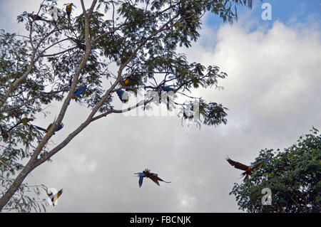 Araras canindé voando, oiseaux, bleu et jaune, les aras,Brésil Chapada dos Veadeiros Banque D'Images