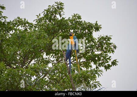 Araras canindé, Aves, oiseaux, aras bleu et jaune sur un arbre Banque D'Images