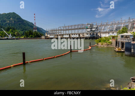 Barrage hydroélectrique du barrage de Bonneville sur le fleuve Columbia. Cascade Locks, Oregon, USA Banque D'Images