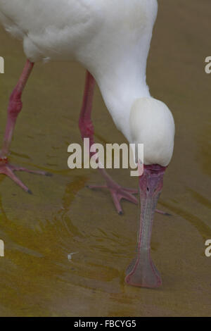 Spatule d'Afrique (Platula alba). L'alimentation avec des balançoires sur le côté gauche à droite, droite à gauche à l'aide de forme spatulée bill dans l'eau Banque D'Images