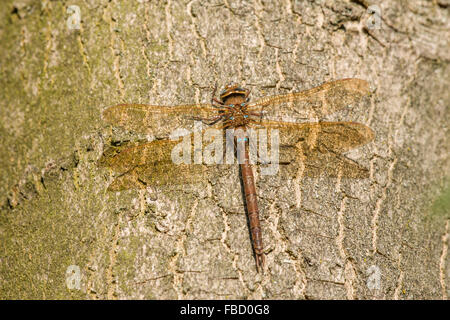 Brown (Hawker Aeshna grandis), homme reposant, Thuringe, Allemagne Banque D'Images