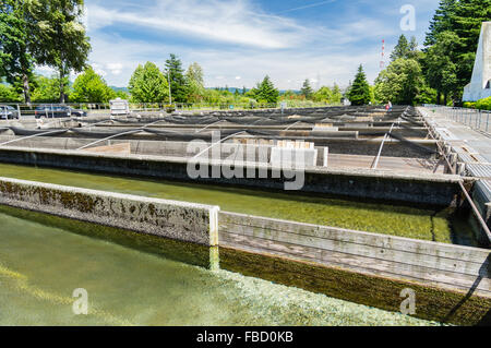 Les étangs de pisciculture Pisciculture à Bonneville. Cascade Locks, Oregon, USA Banque D'Images