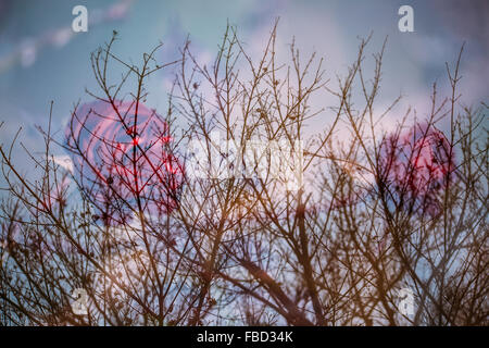 Appareil photo en double exposition barren tree tops en hiver et a fleuri de roses rouges. Banque D'Images