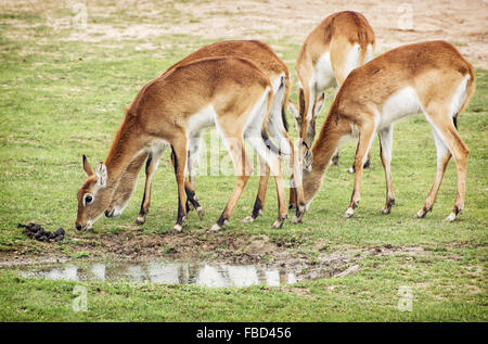 L'ELD (Panolia eldii cerf), également connu sous le nom de front ou thamin-chevreuil, est une espèce en voie de disparition des cerfs indigènes de l Banque D'Images