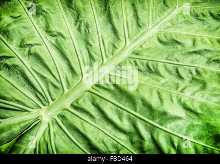 Colocasia esculenta est une plante tropicale cultivée principalement pour ses tubercules comestibles, les légumes racines plus communément connu sous le nom de taro. Banque D'Images